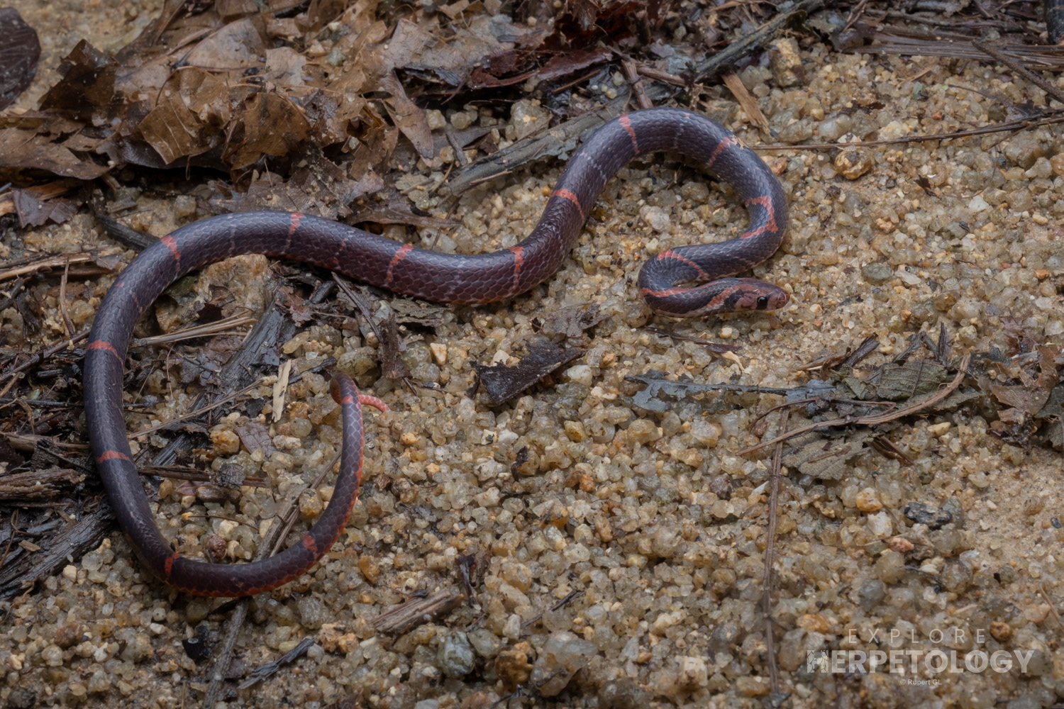 Rusty-barred kukri snake (Oligodon signatus)