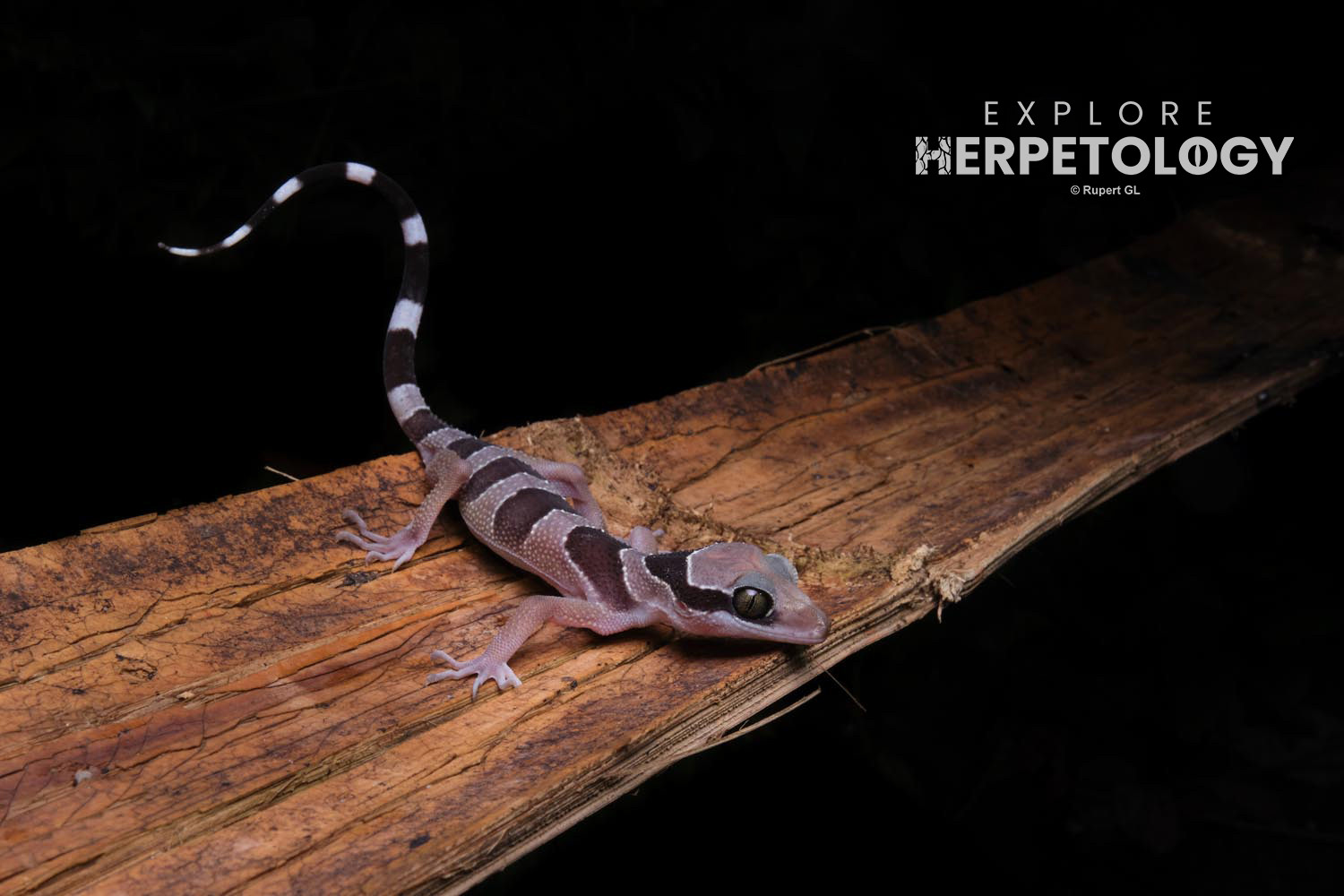 Bintangrendah bent-toed gecko (Cyrtodactylus bintangrendah)
