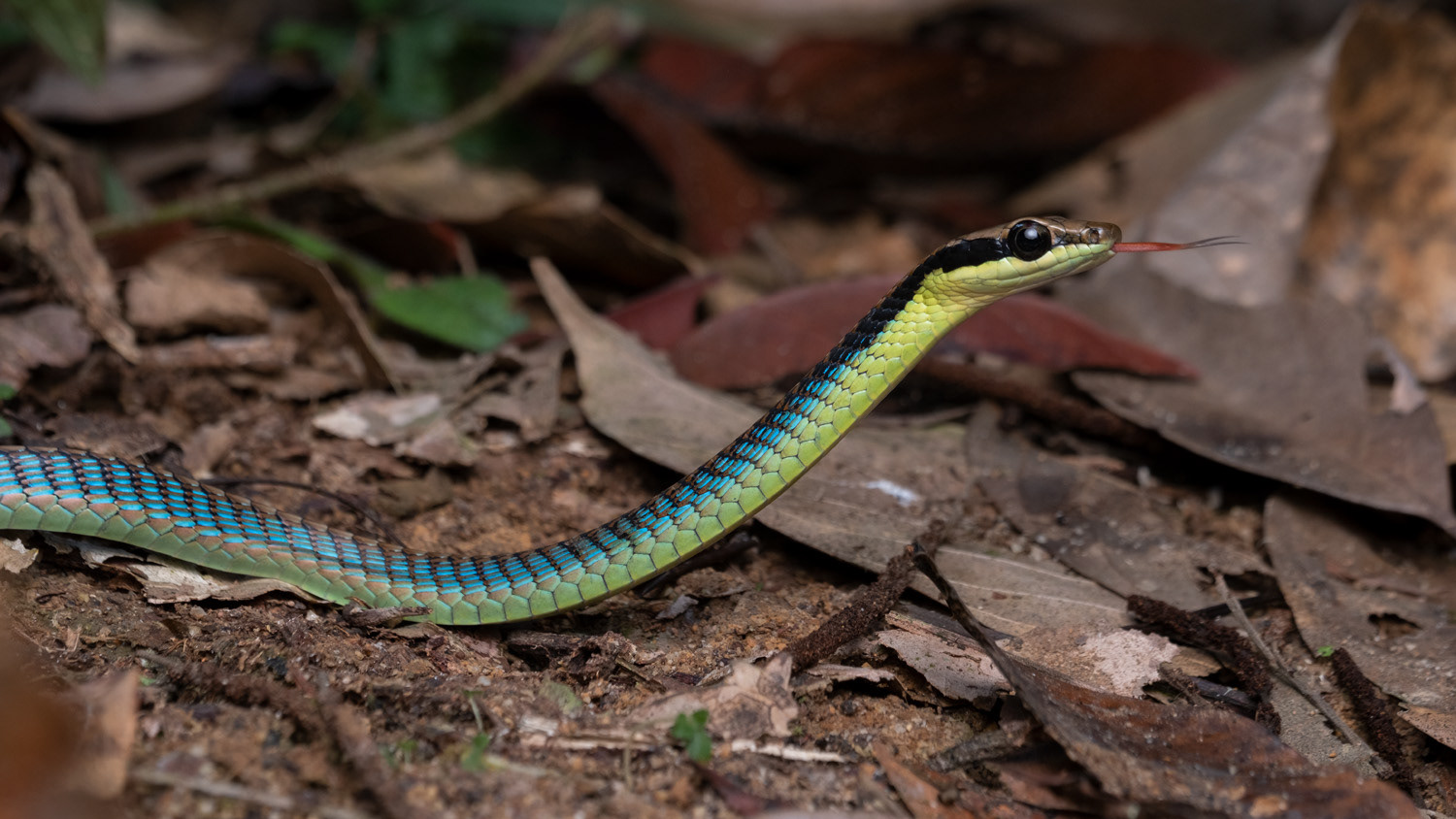 Blue bronzeback (Dendrelaphis cyanochloris).