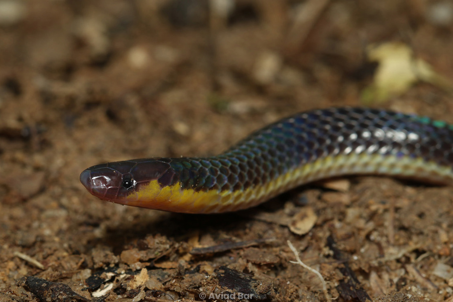 Schlegel's reed snake (Calamaria schlegeli).