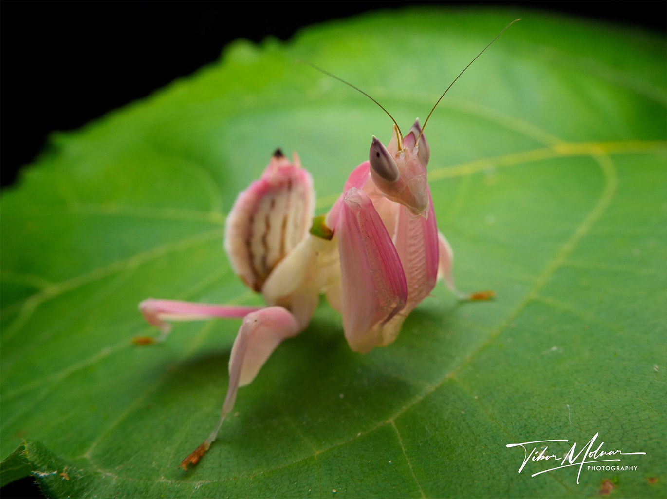 Orchid mantis (Hymenopus coronatus).