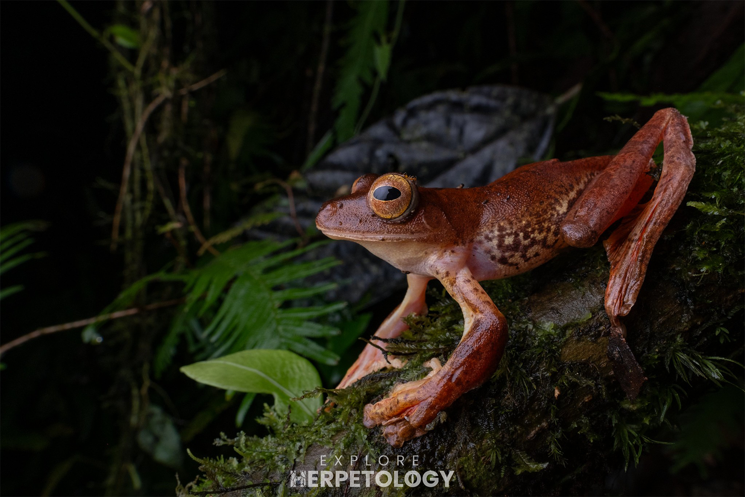 Harlequin flying frog (Rhacophorus pardalis)