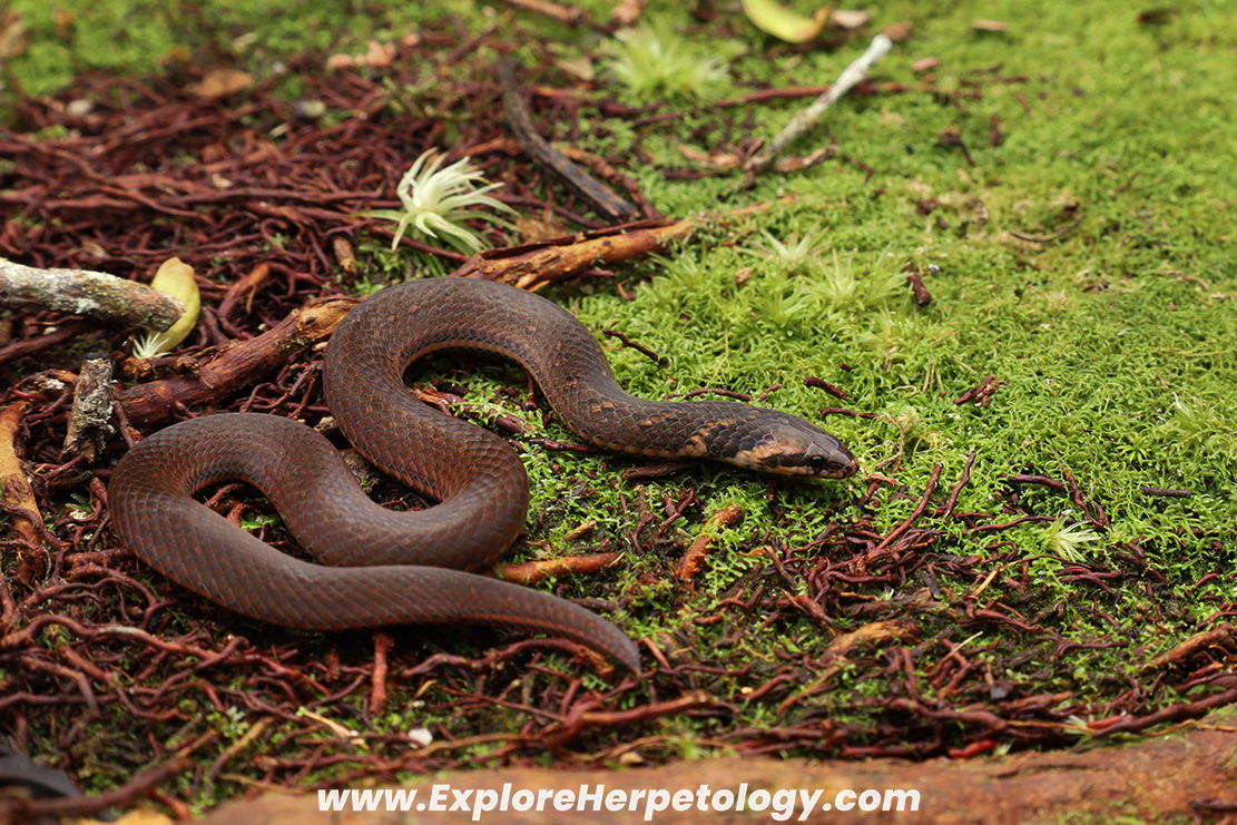 Chan-ard's reed snake (Macrocalamus chanardi).