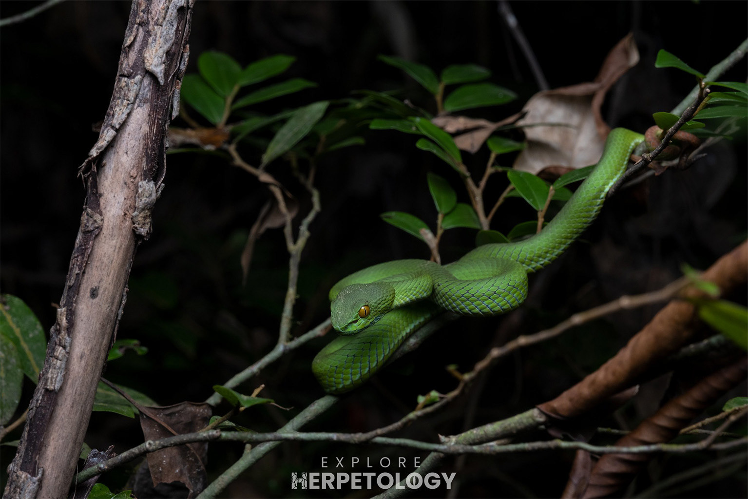 Large-eyed pit viper (Trimeresurus cf. macrops)