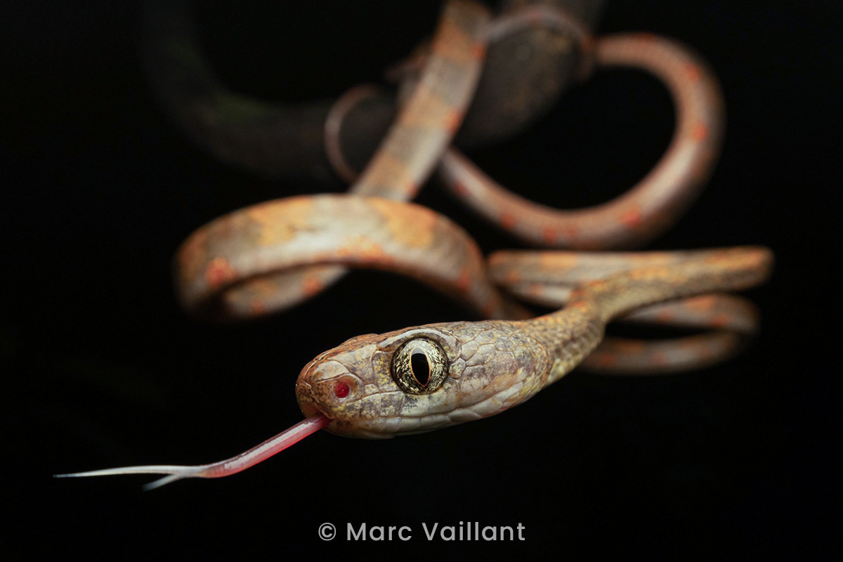 White-spotted cat snake (Boiga drapiezii).