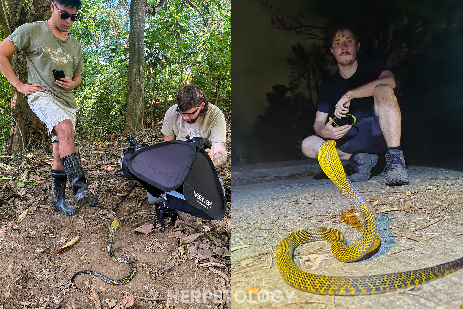 Two adult Samar cobras (Naha samarensis).