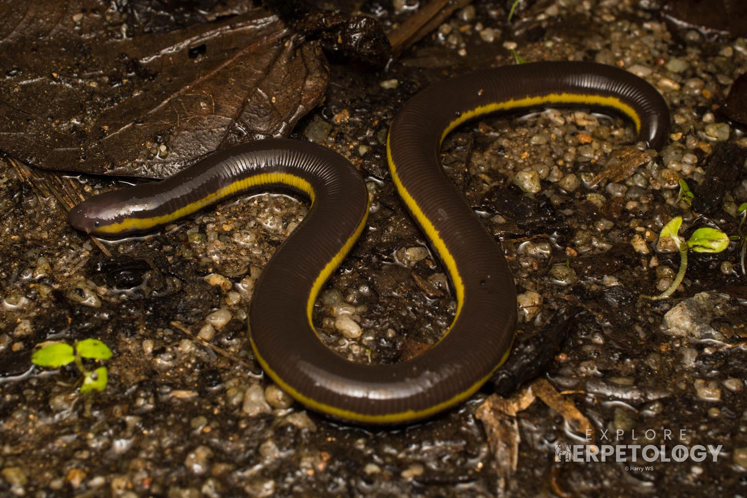 Ichthyophis cf. supachaii