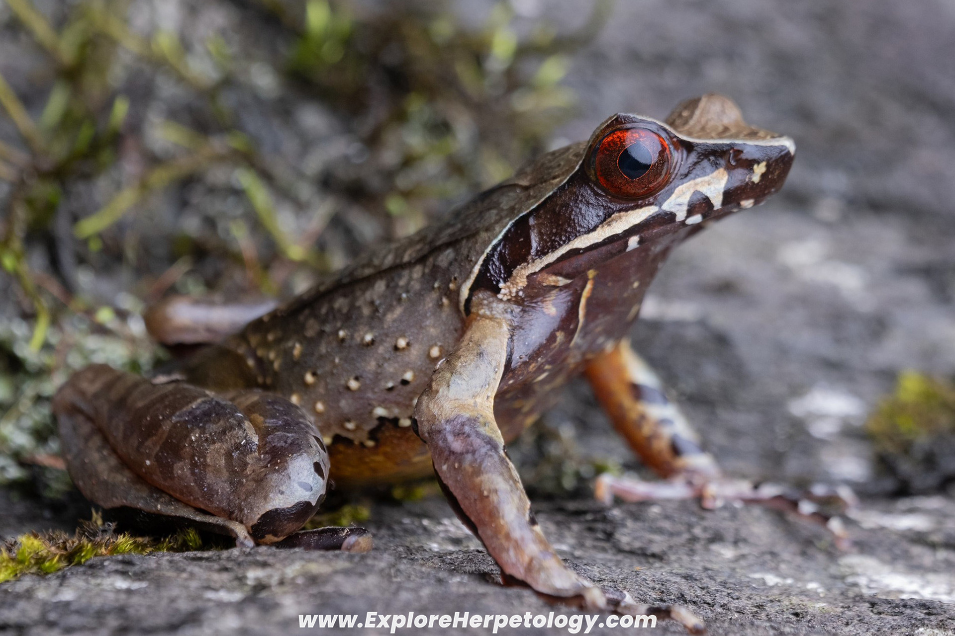 Langican horned frog (Megophrys langicana).