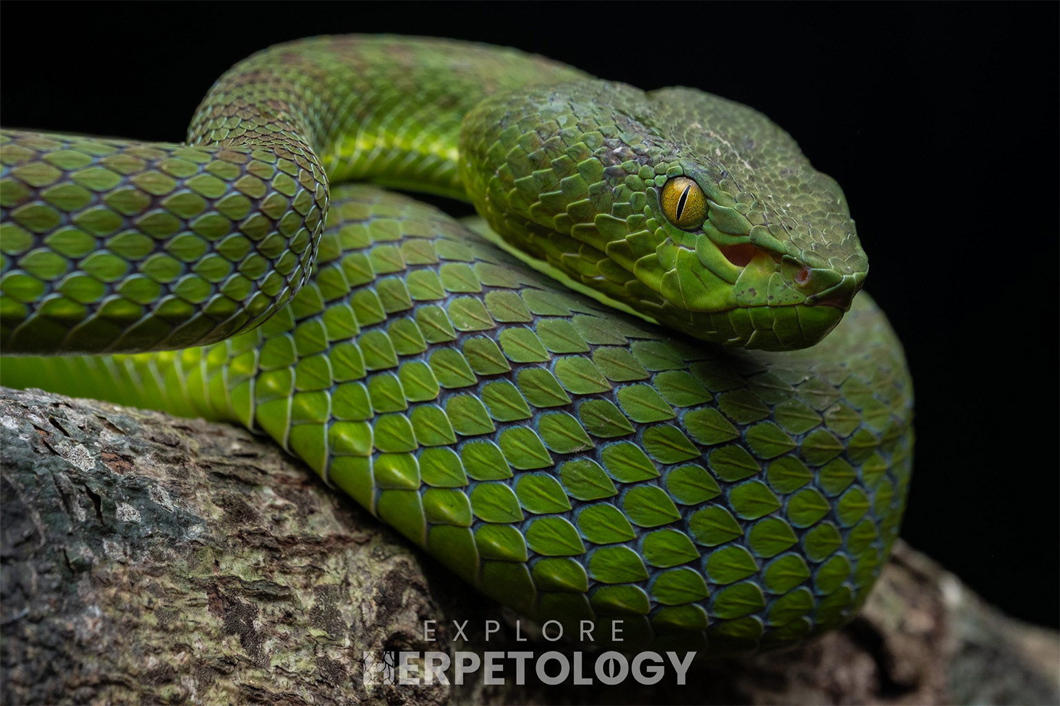 Thai peninsula pit viper (Trimeresurus sabahi ssp. fucatus) in-situ.