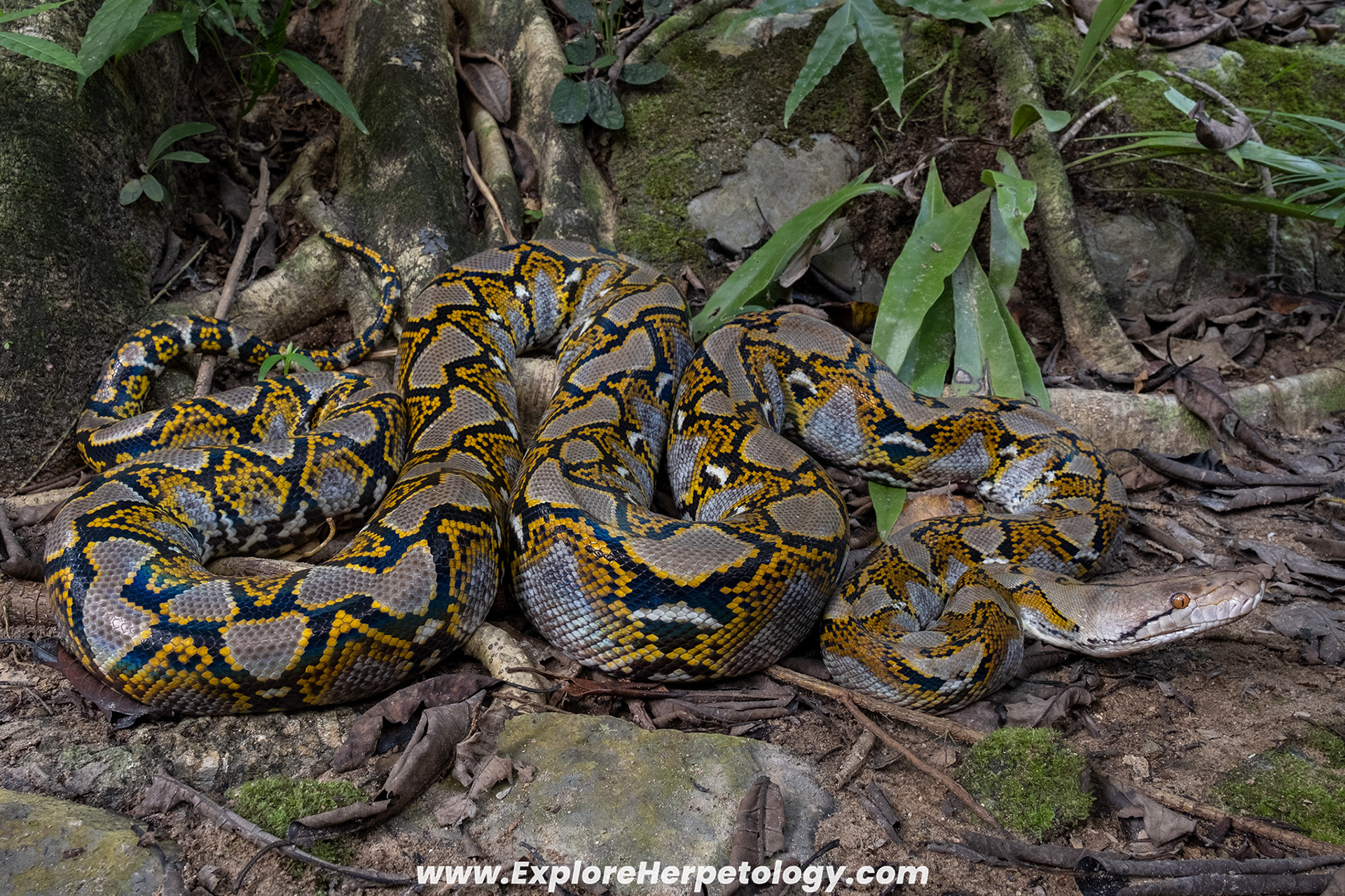 Reticulated python (Malayopython reticulatus).