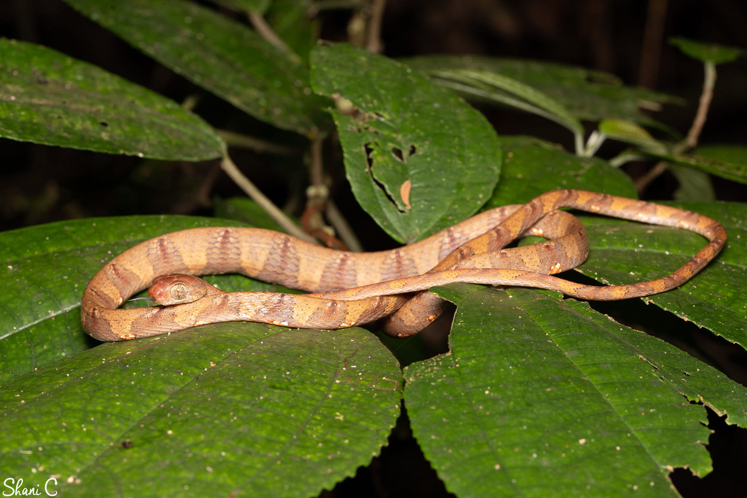 White-spotted cat snake (Boiga drapiezii).