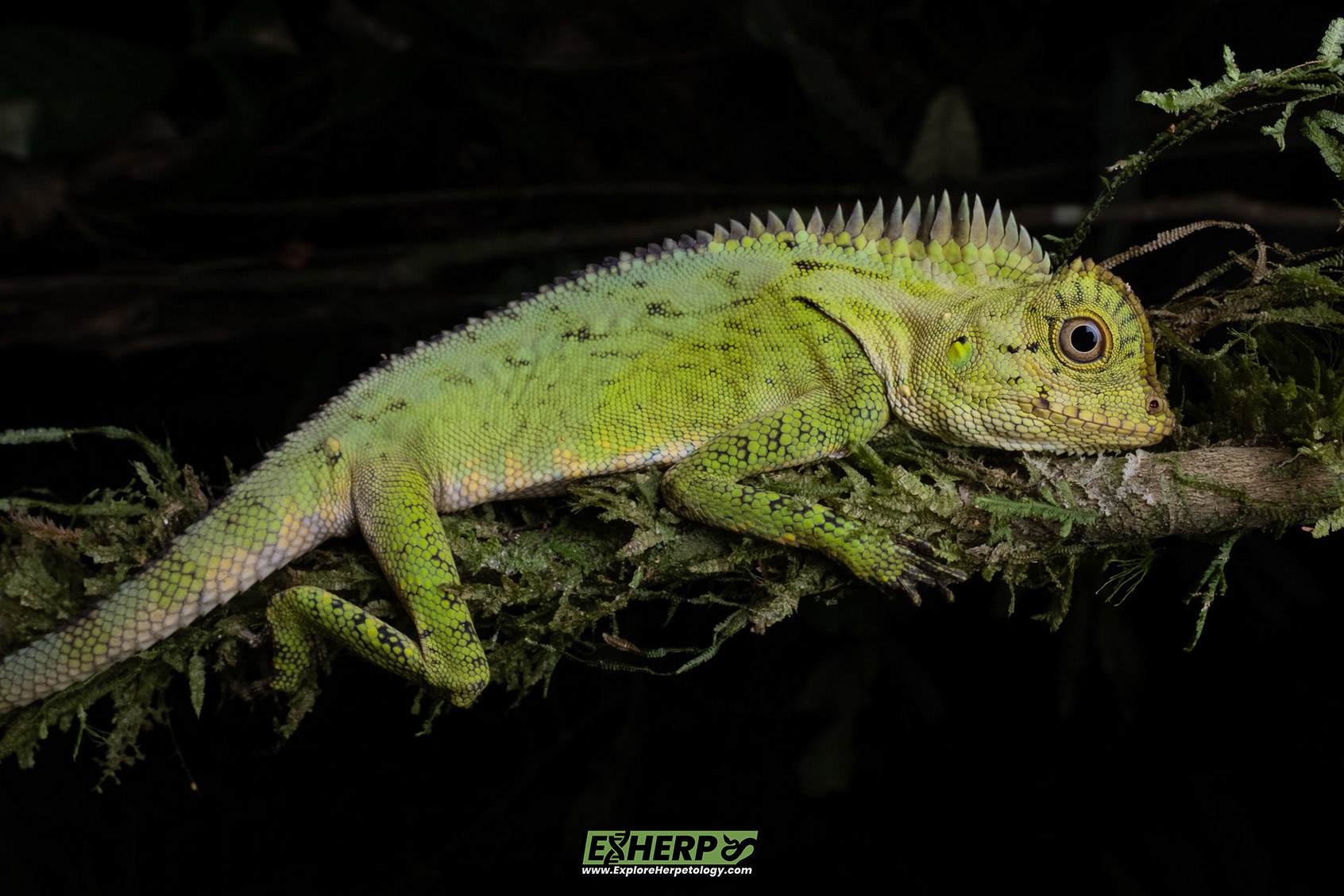 Chameleon angle-headed lizard (Gonocephalus cf. chameleotinus).