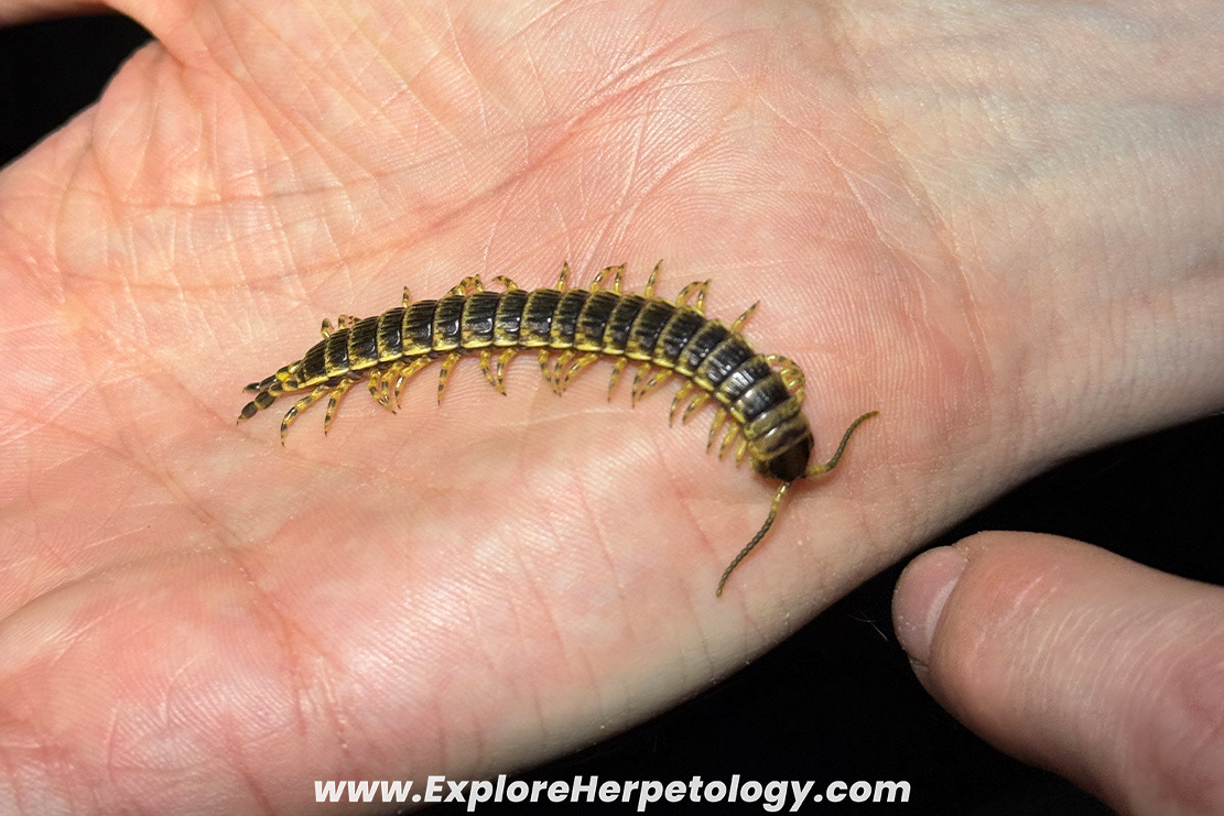 Millipede eating centipede (Edentistoma sp.)