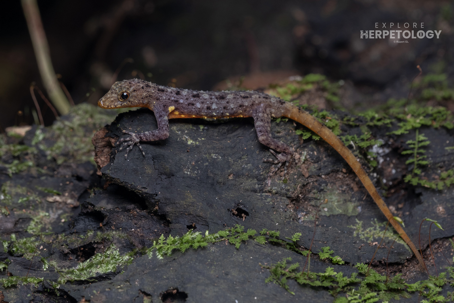 Chanthaburi rock geckos (Cnemaspis chanthaburiensis).
