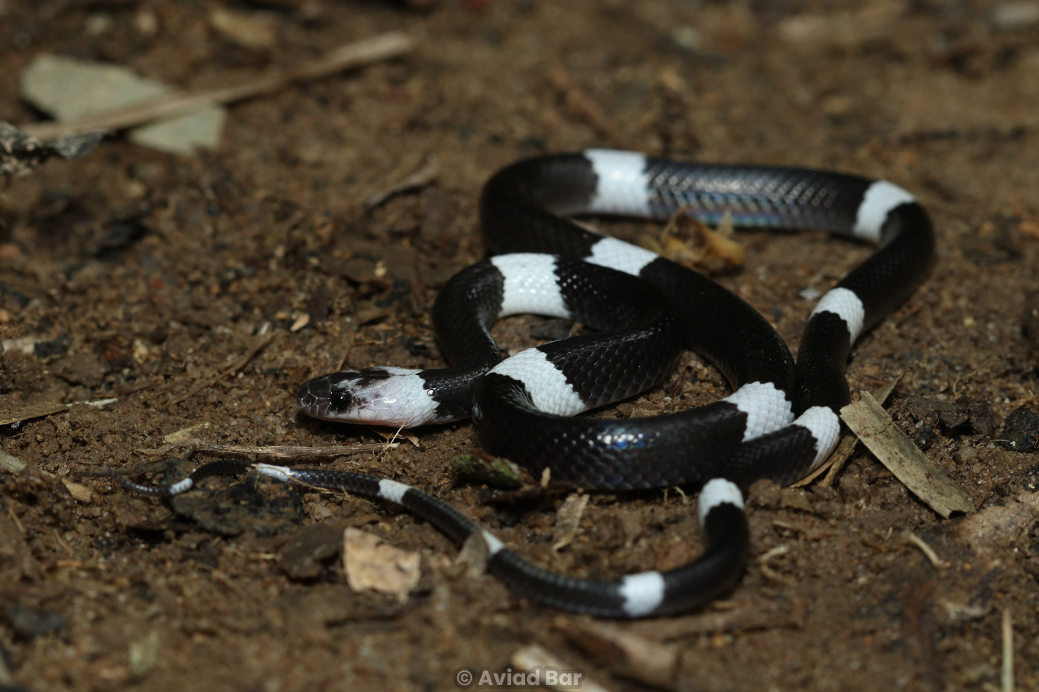 Malayan banded wolf snake (Lycodon subcinctus).