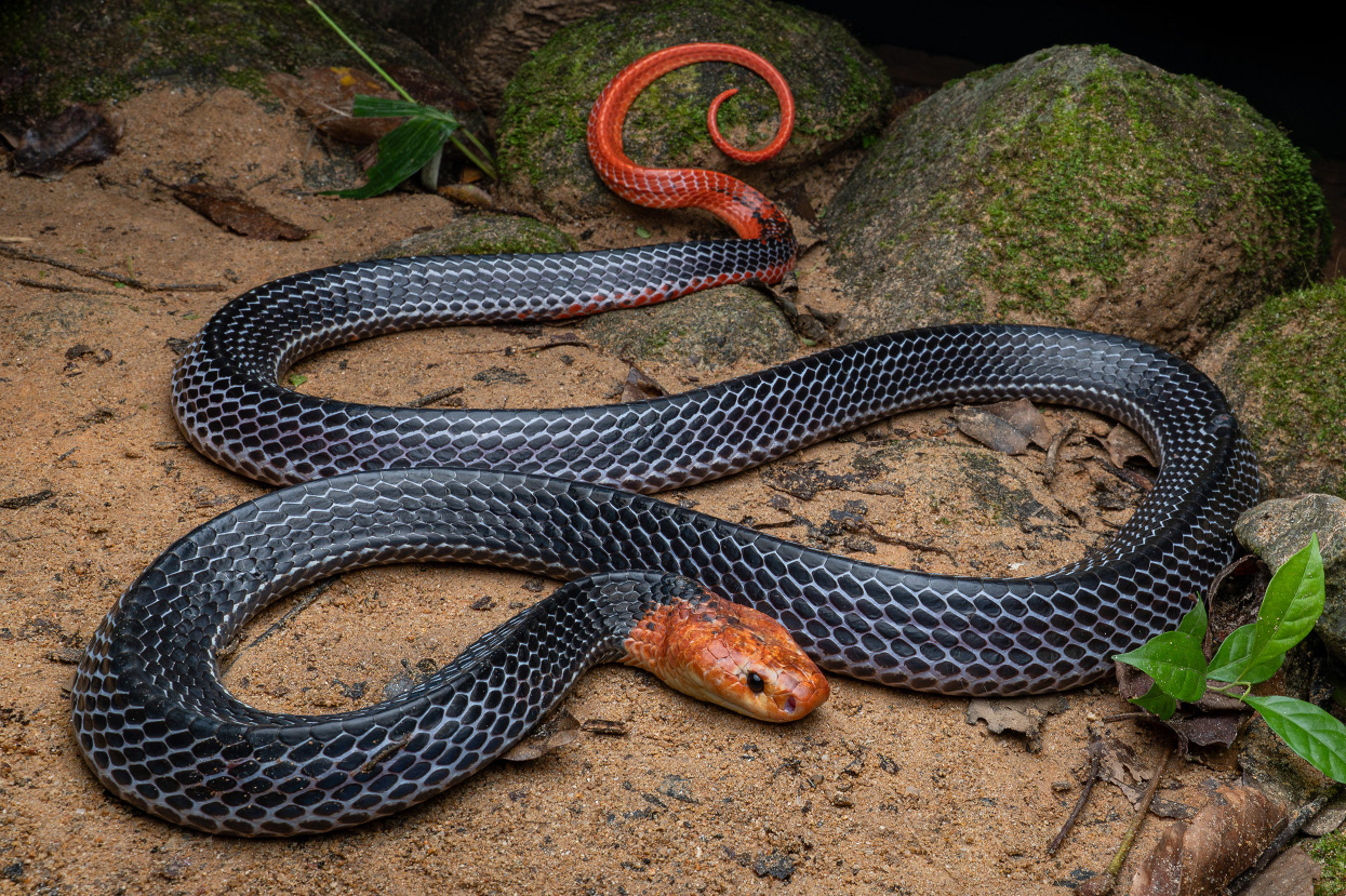 Red-headed krait (Bungarus flaviceps)