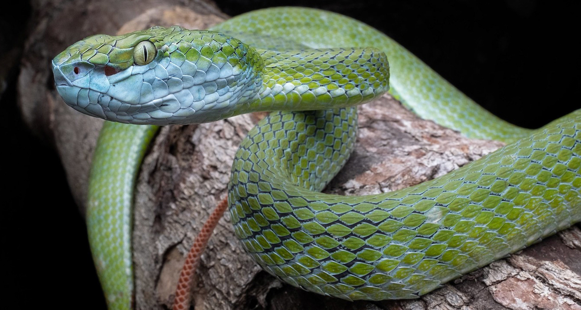 Hagen's pit viper (Trimeresurus hageni).