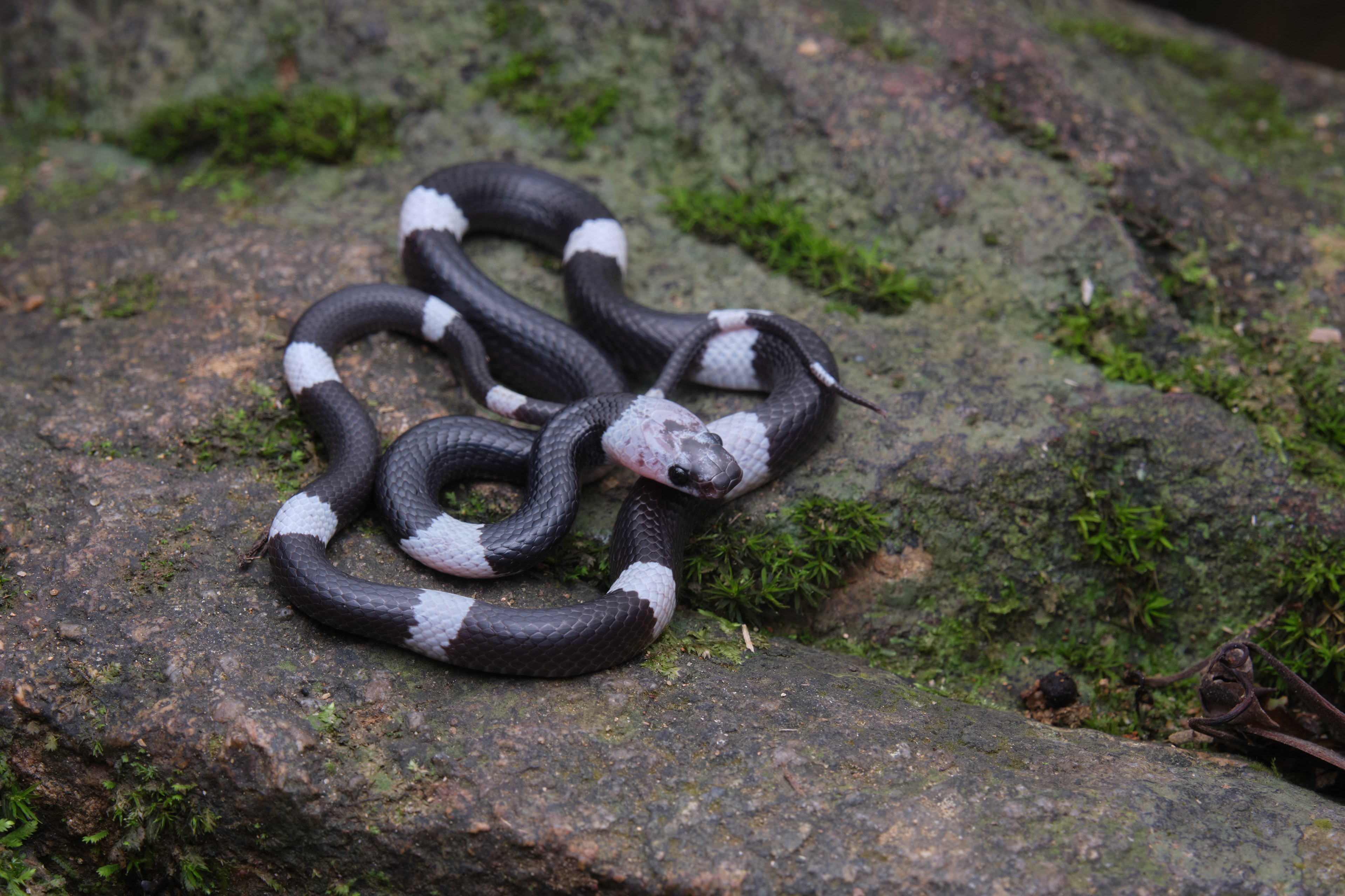 Malayan banded wolf snake (Lycodon subcinctus)