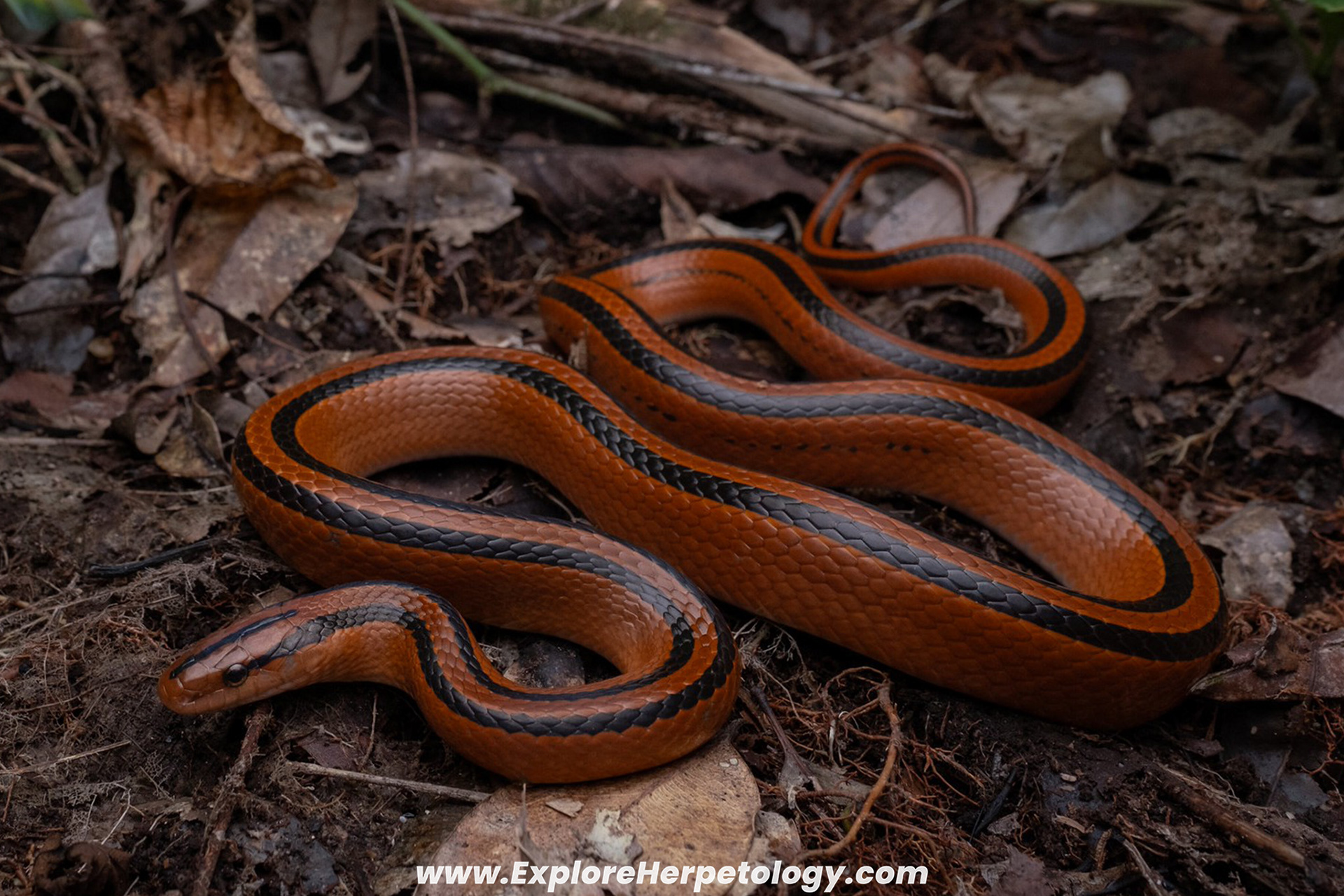 Cox's bamboo ratsnake (Oreocryptophis p. coxi).