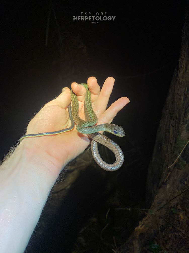 Juvenile Ptyas fusca (White-bellied rat snake)