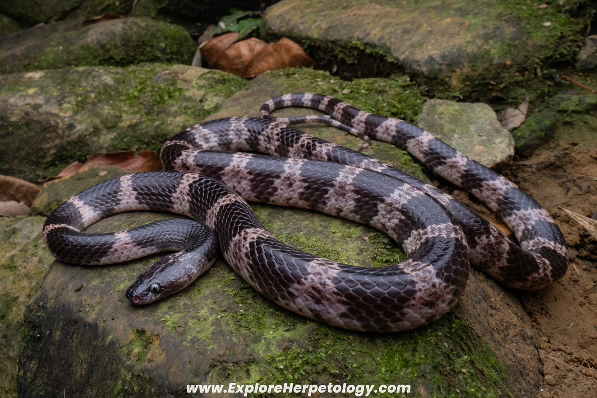 Futsing wolf snake (Lycodon futsingensis).