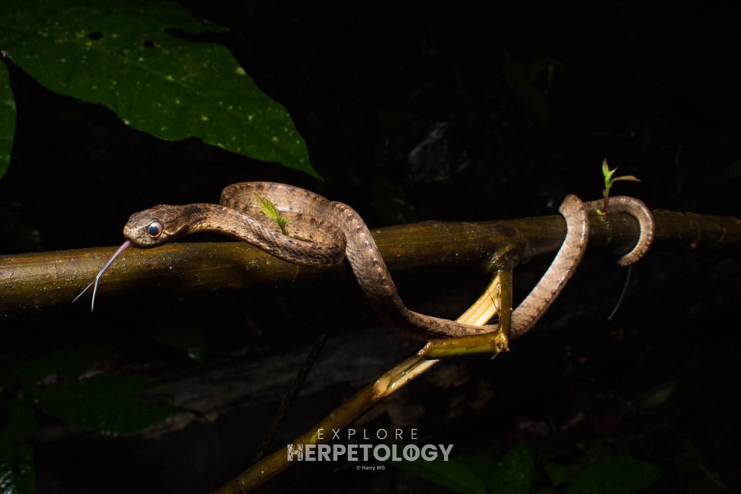 Keeled slug snake (Pareas carinatus)