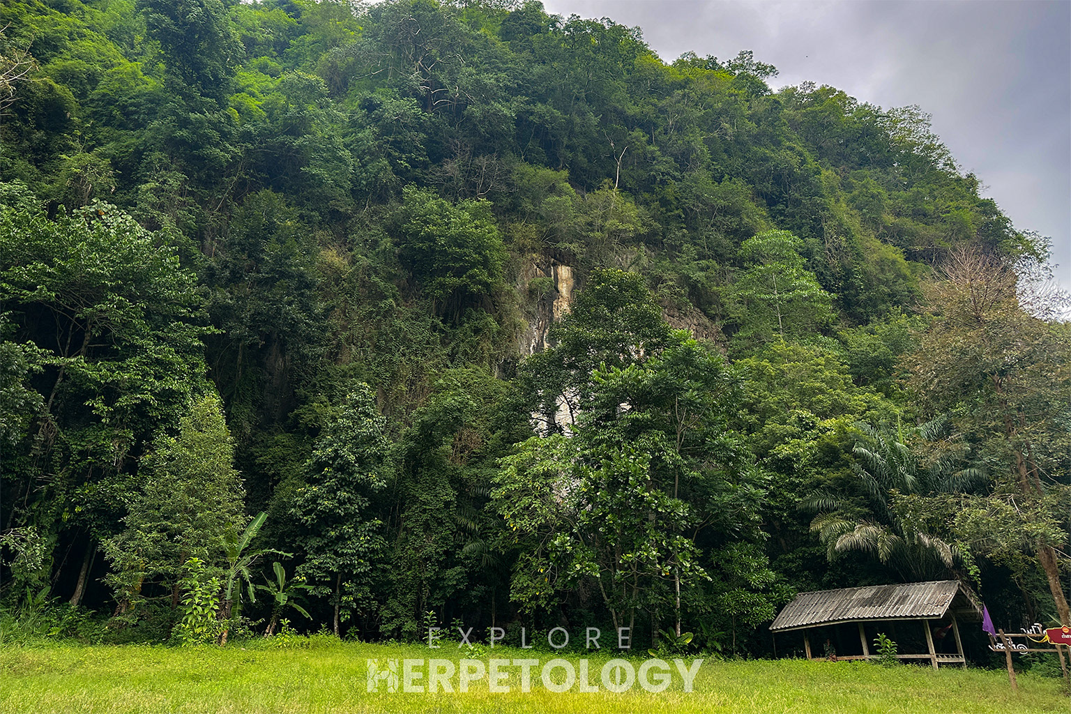 Limestone karst habitat in Phatthalung.