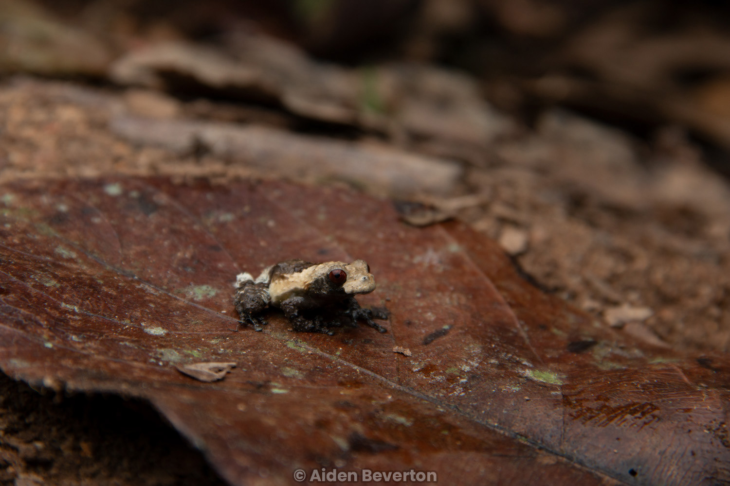 A smaller Larut bug-eyed frog (Theloderma asperum).