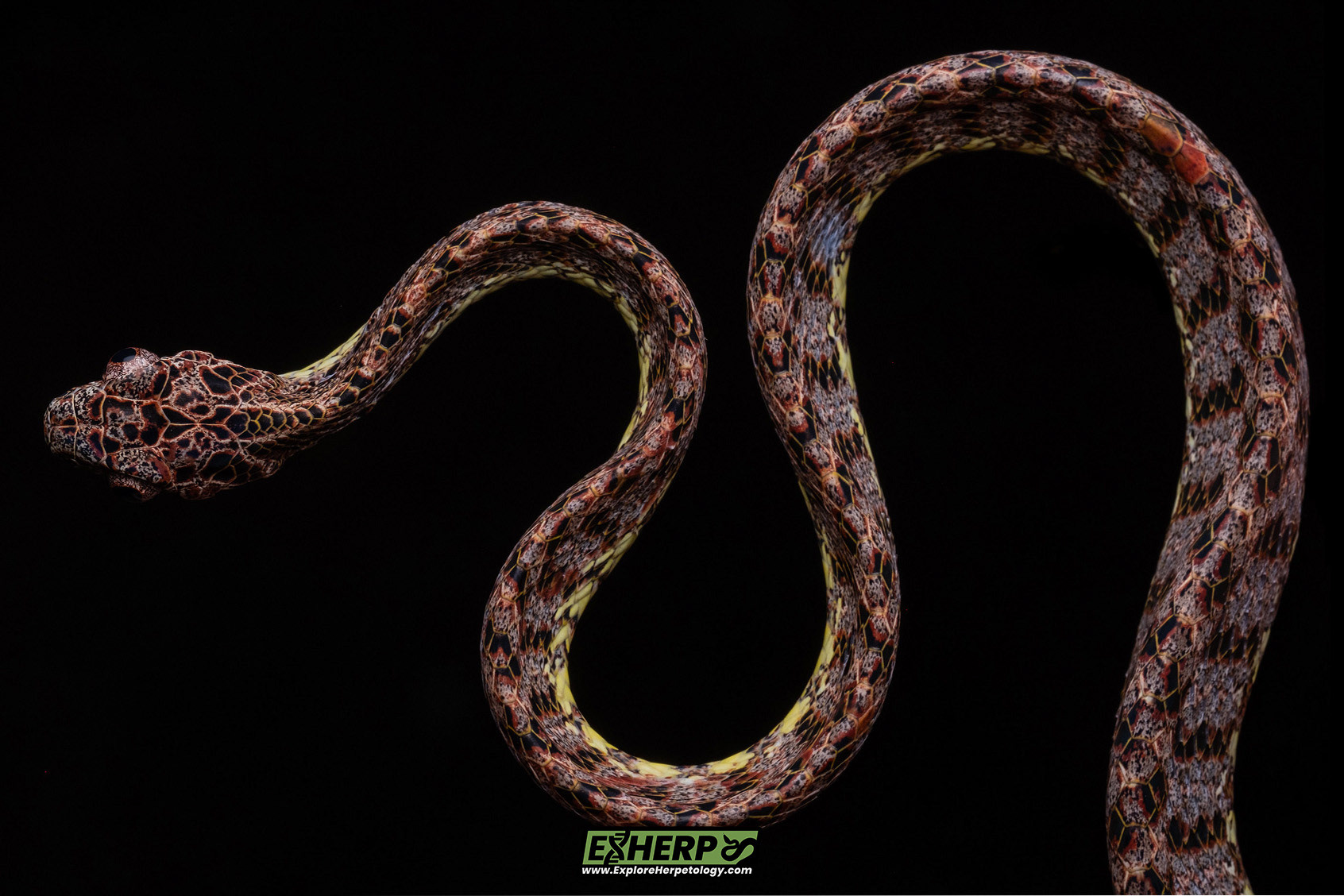 Jasper cat snake (Boiga jaspidea).