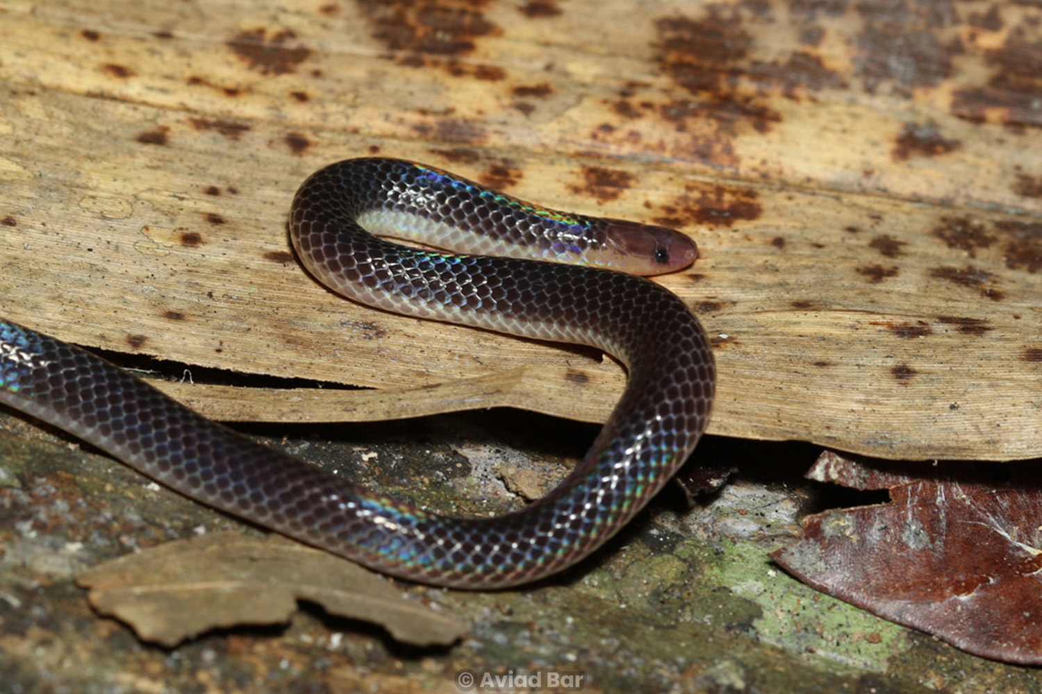 Schlegel's reed snake (Calamaria schlegeli).
