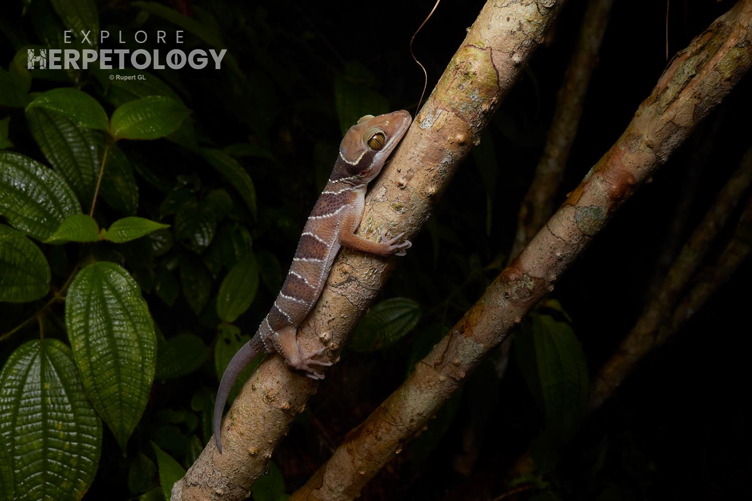 Large-tuberculed bent-toed gecko (Cyrtodactylus cf. macrotubercalus)