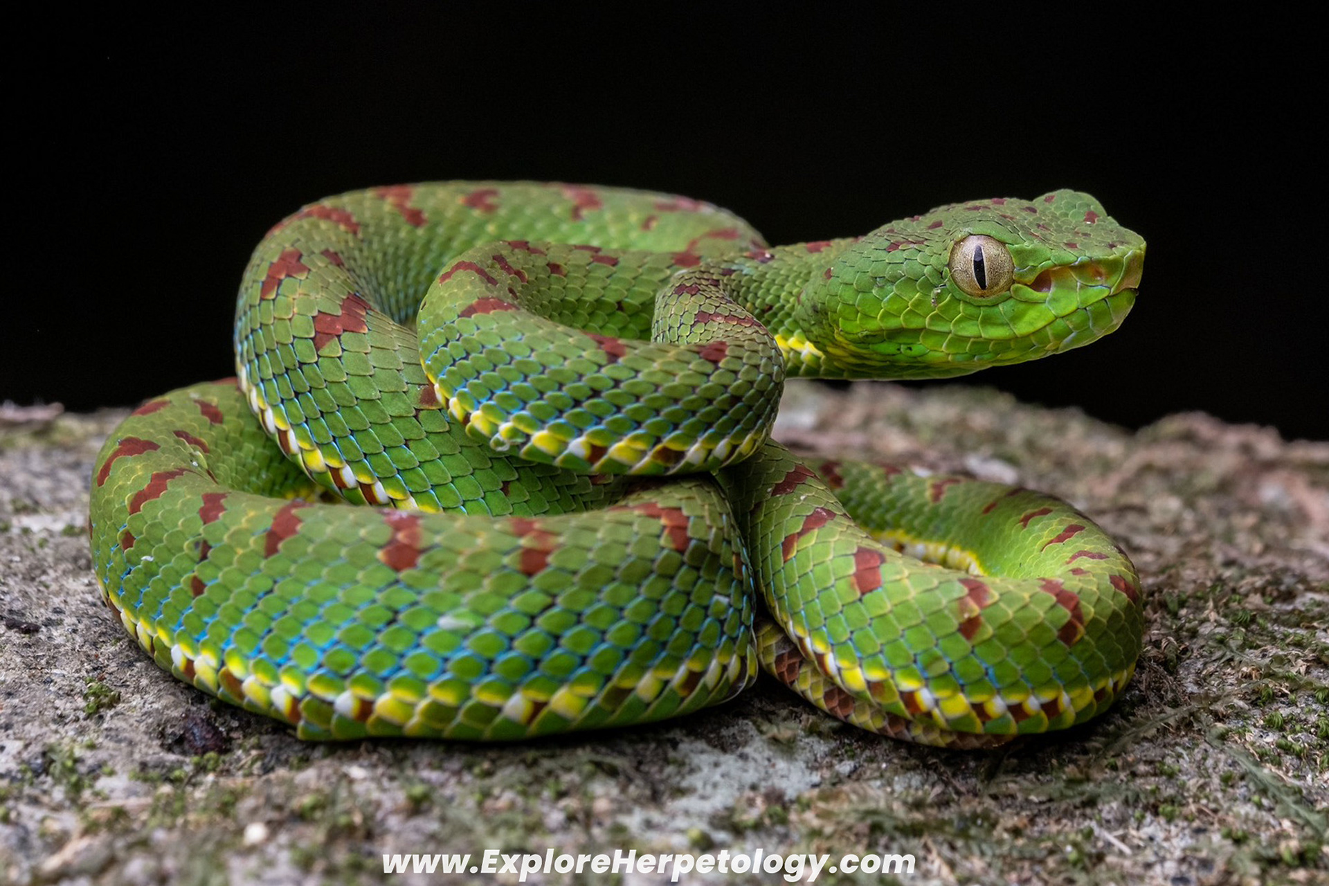Juvenile Philippine pit viper (Trimeresurus flavomaculatus).
