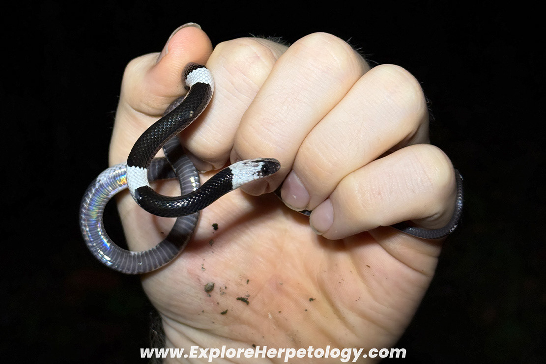 Malayan banded wolf snake (Lycodon subcinctus).
