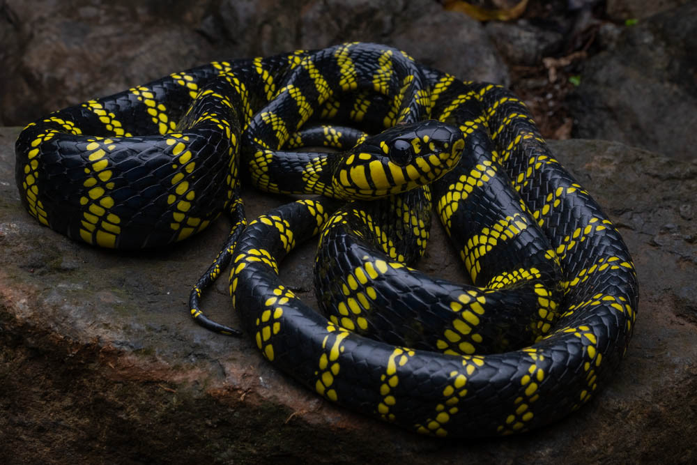 Mangrove cat snake from the Philippines.