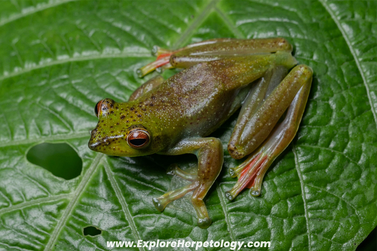 Jade flying frog (Zhangixalus prominanus).