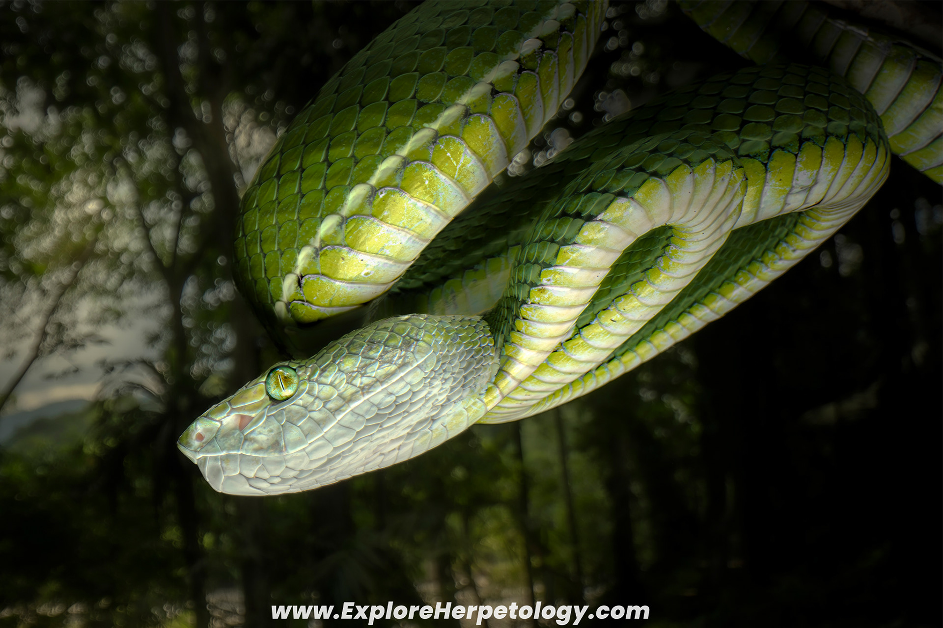 Hagen's pit viper (Trimeresurus hageni).
