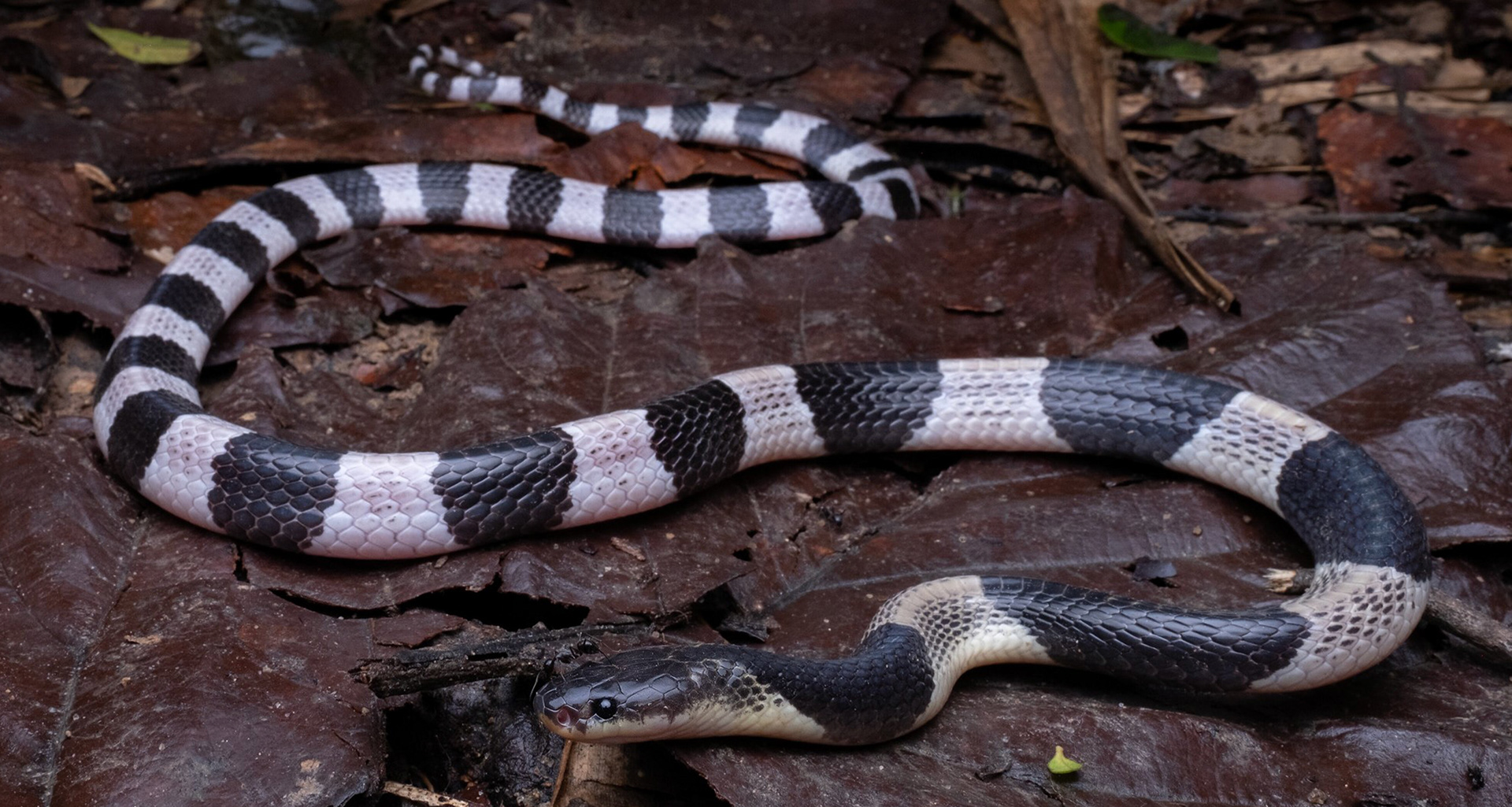 Malayan krait (Bungarus candidus).