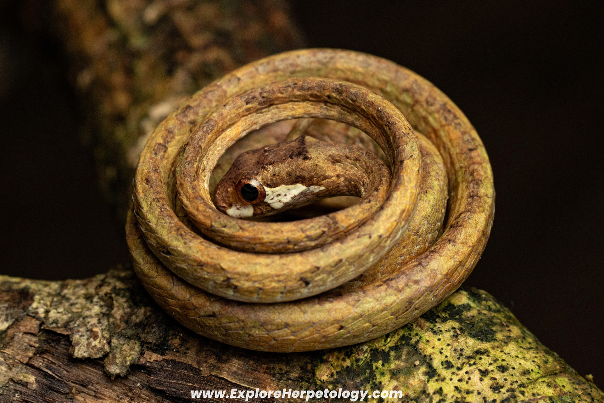 Blunt-headed slug snake (Aplopeltura boa).