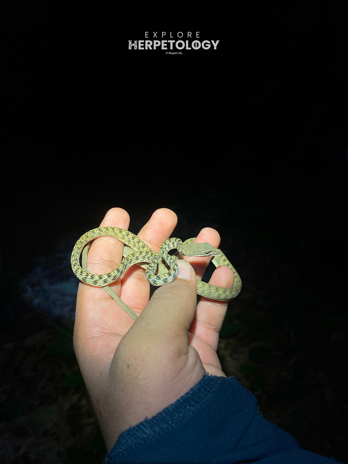 Ahaetulla fasciolata