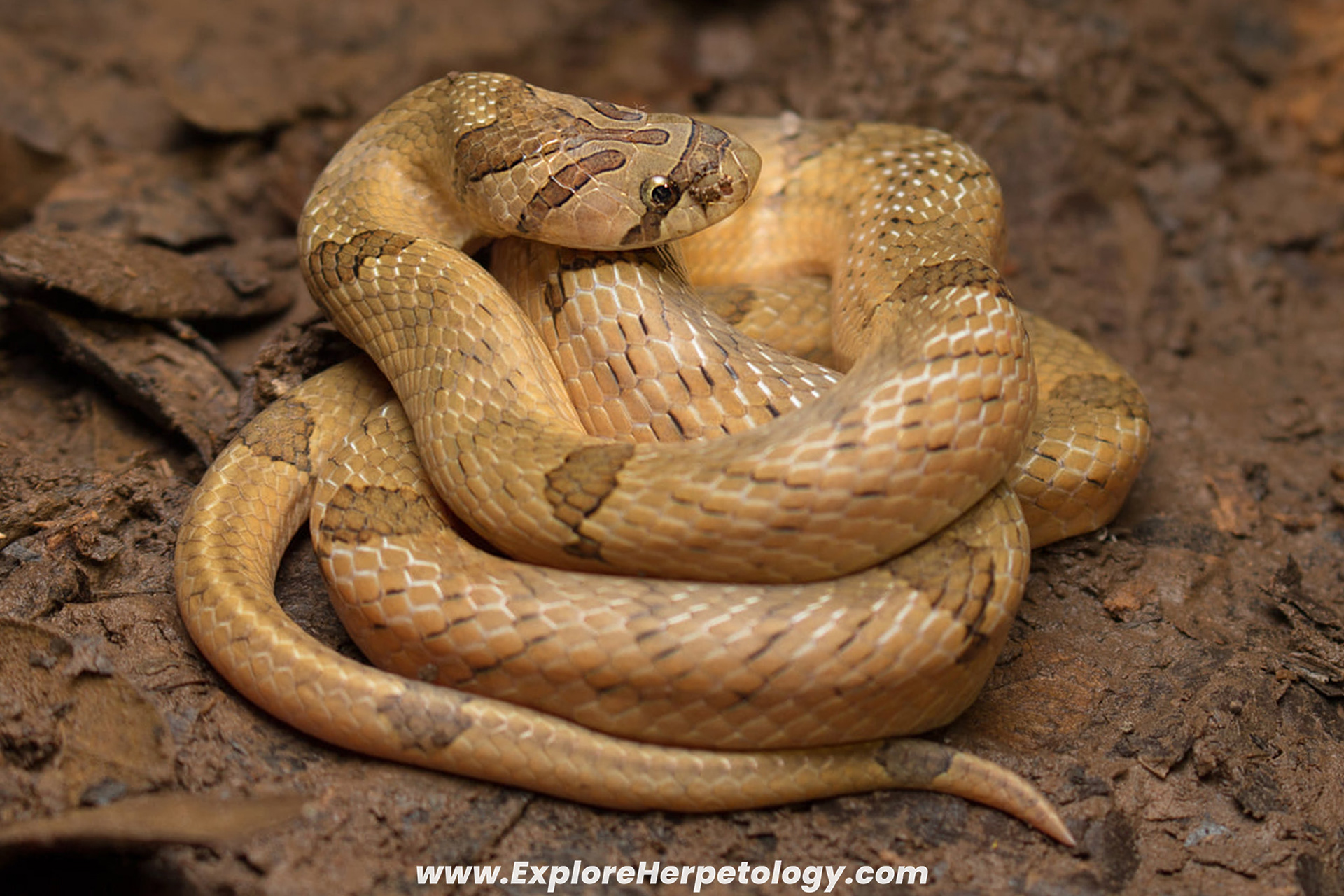 Small-banded kukri snake (Oligodon fasciolatus).