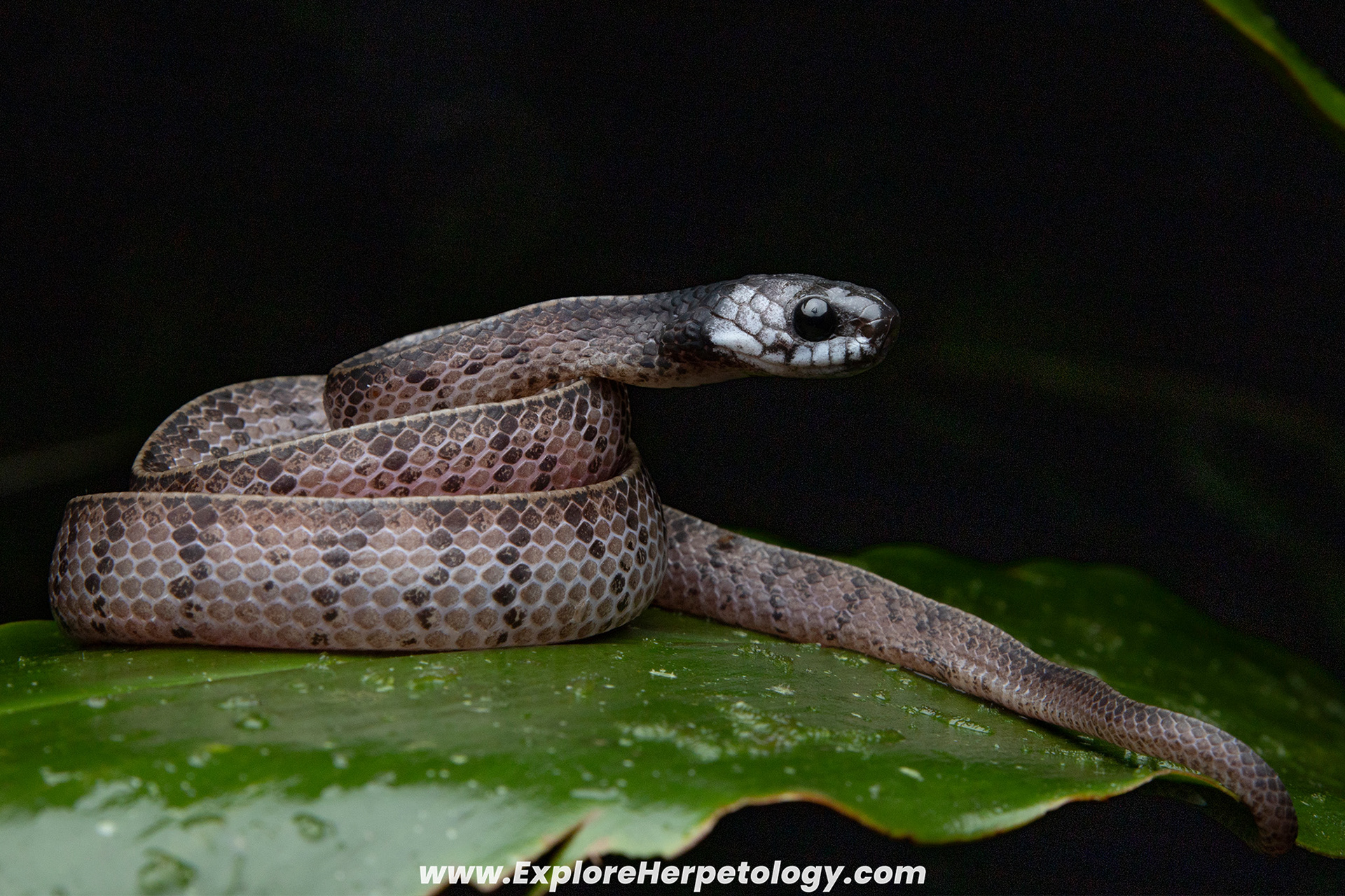 Inger's slug snake (Asthenodipsas ingeri).