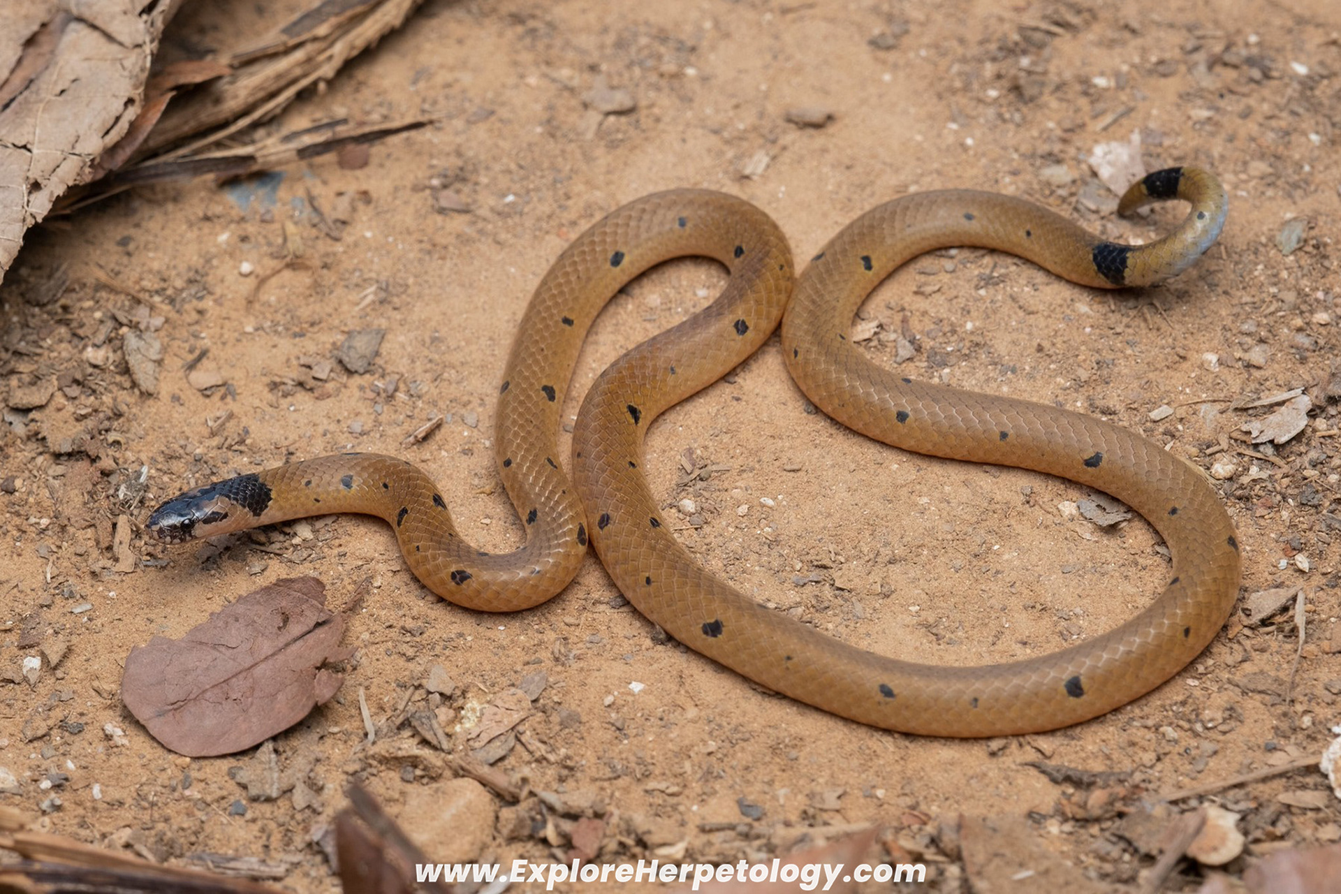 Small-spotted coral snake (Calliophis maculiceps).