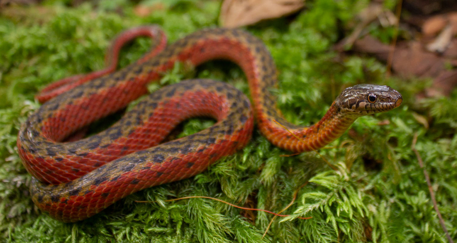 Red mountain keelback (Hebius sanguineum).