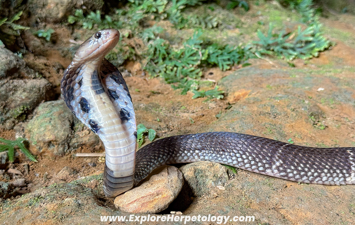 Sumatran spitting cobra (Naja sumatrana).