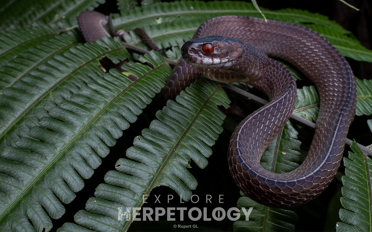 Mirkwood forest slug snake (Asthenodipsas lasgalenensis)
