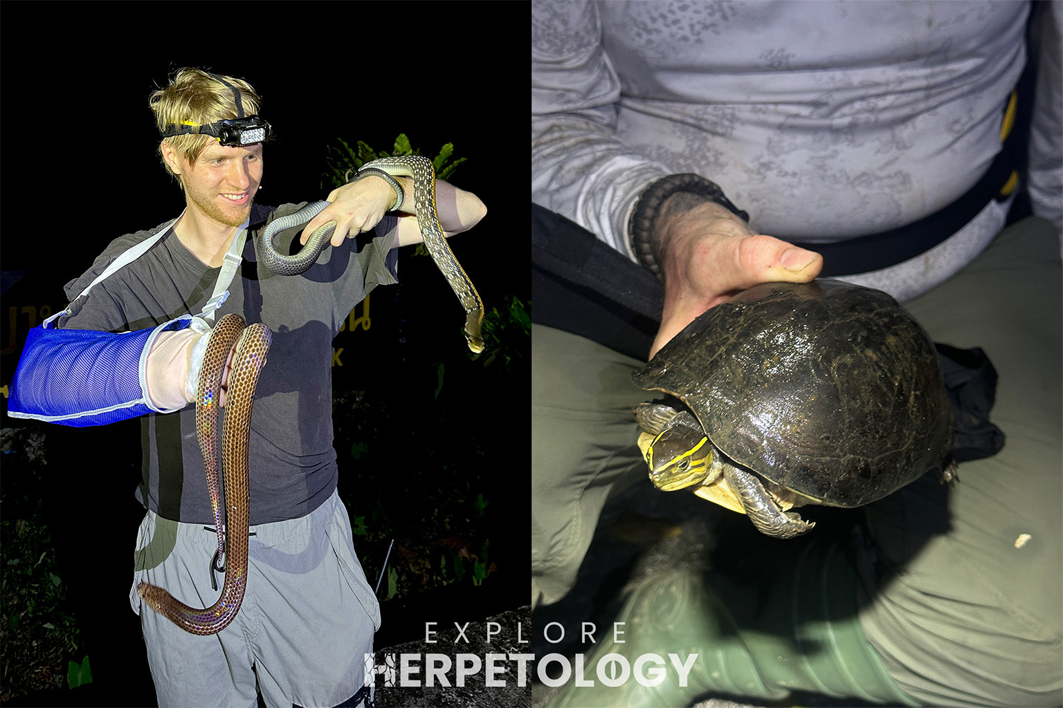 Left: Rupert with the first two snakes. Right: Cuora amboinensis.