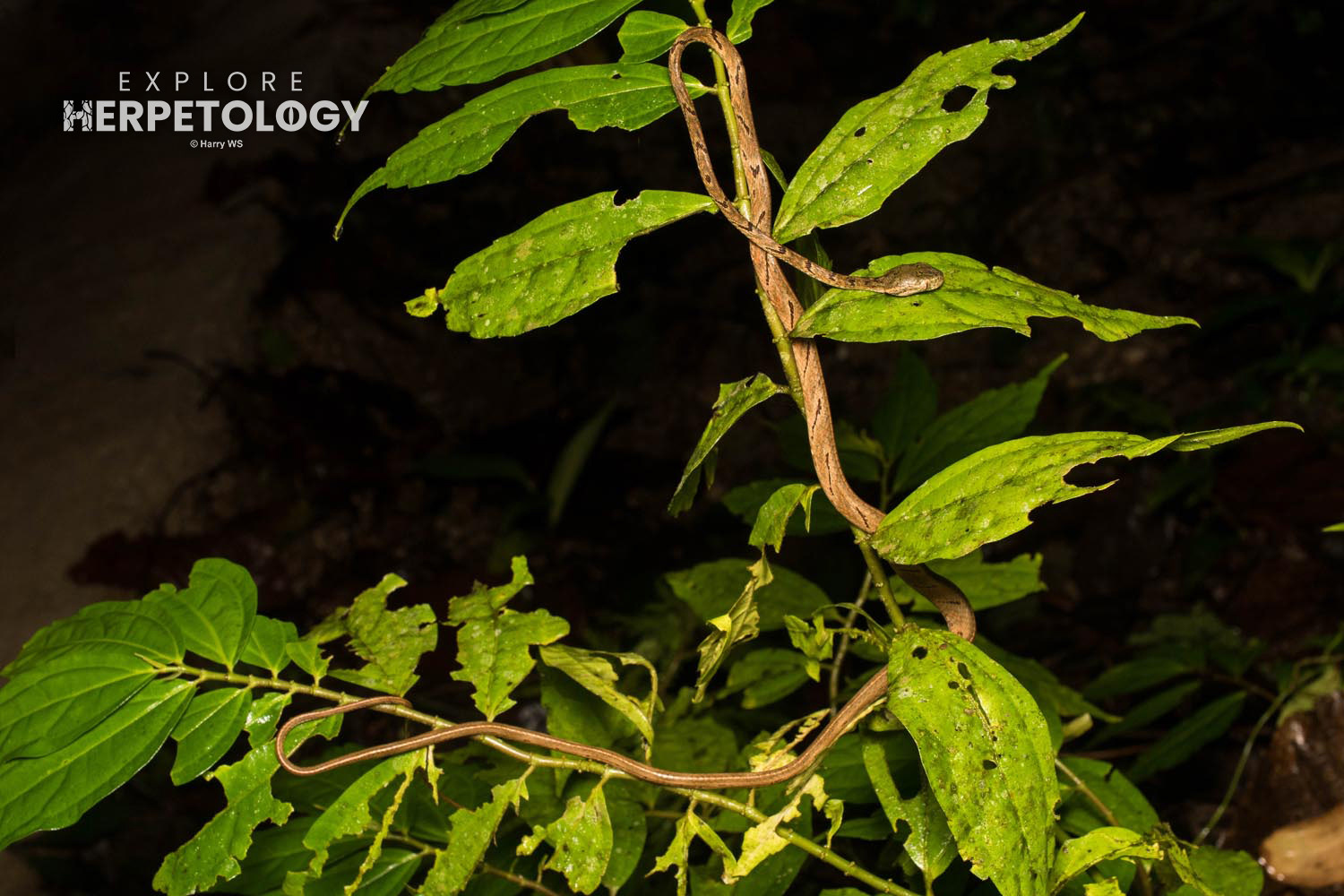 Bengkulu cat snake (Boiga bengkuluensis)