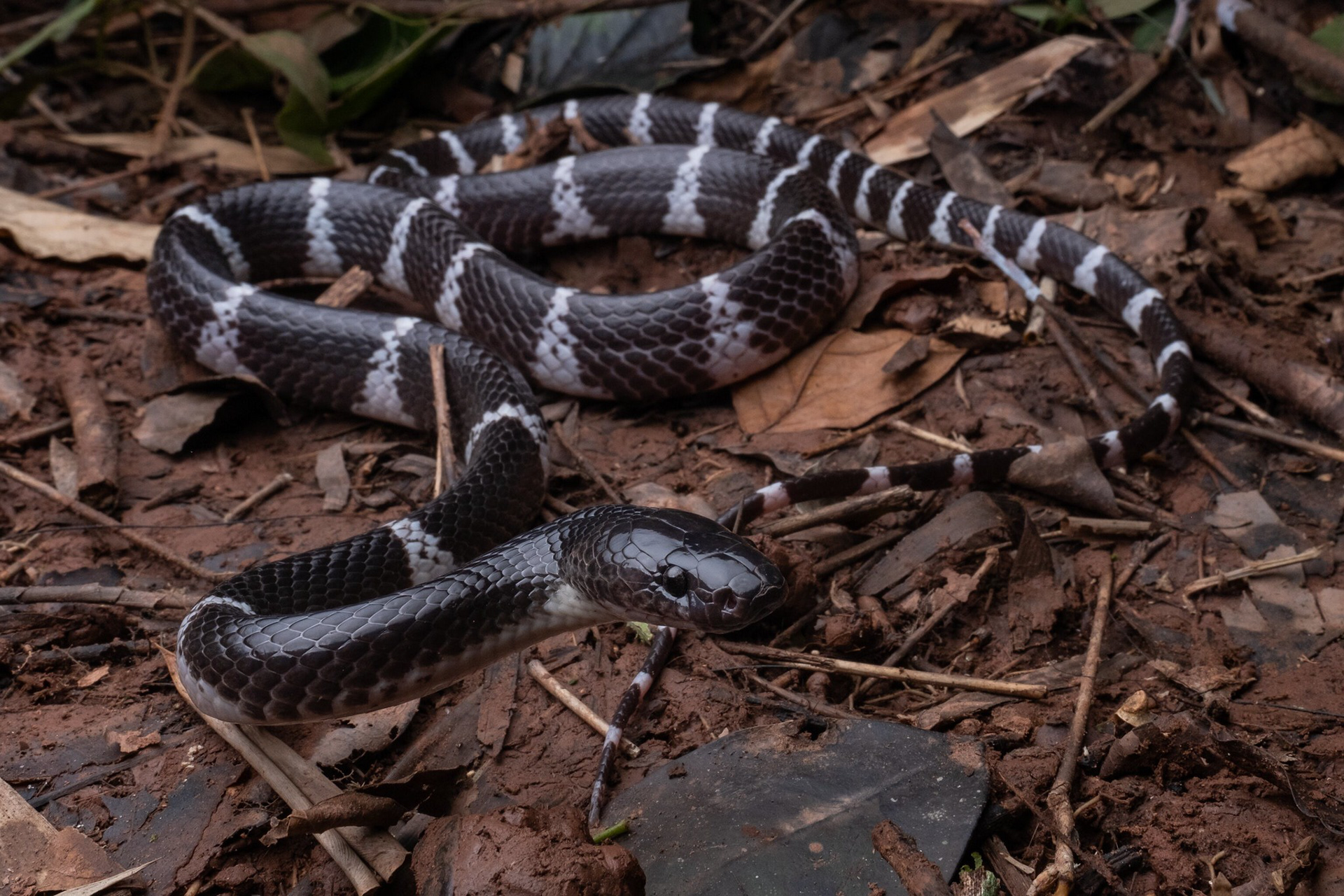 Chapa wolf snake (Lycodon chapaensis)