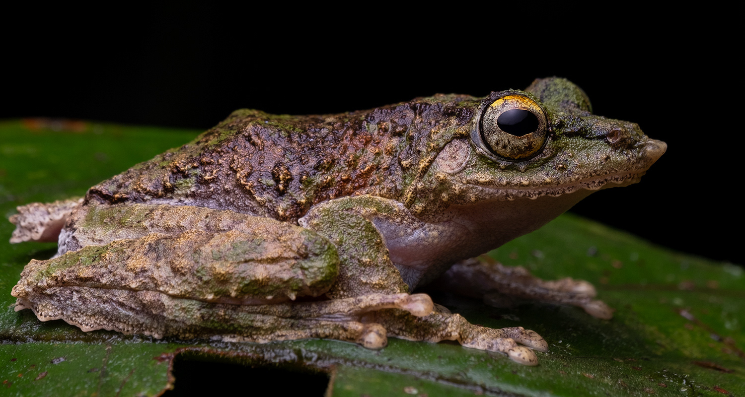 Frilled tree frog (Kurixalus appendiculatus).