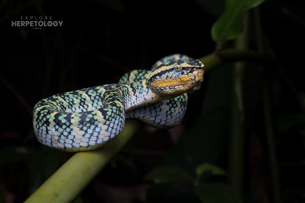 Female Tropidolaemus wagleri (Wagler's pit viper)